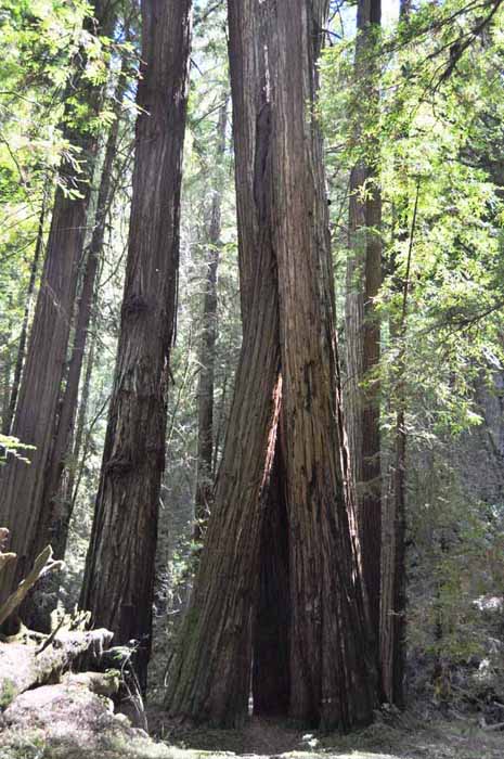 Armstrong Redwoods